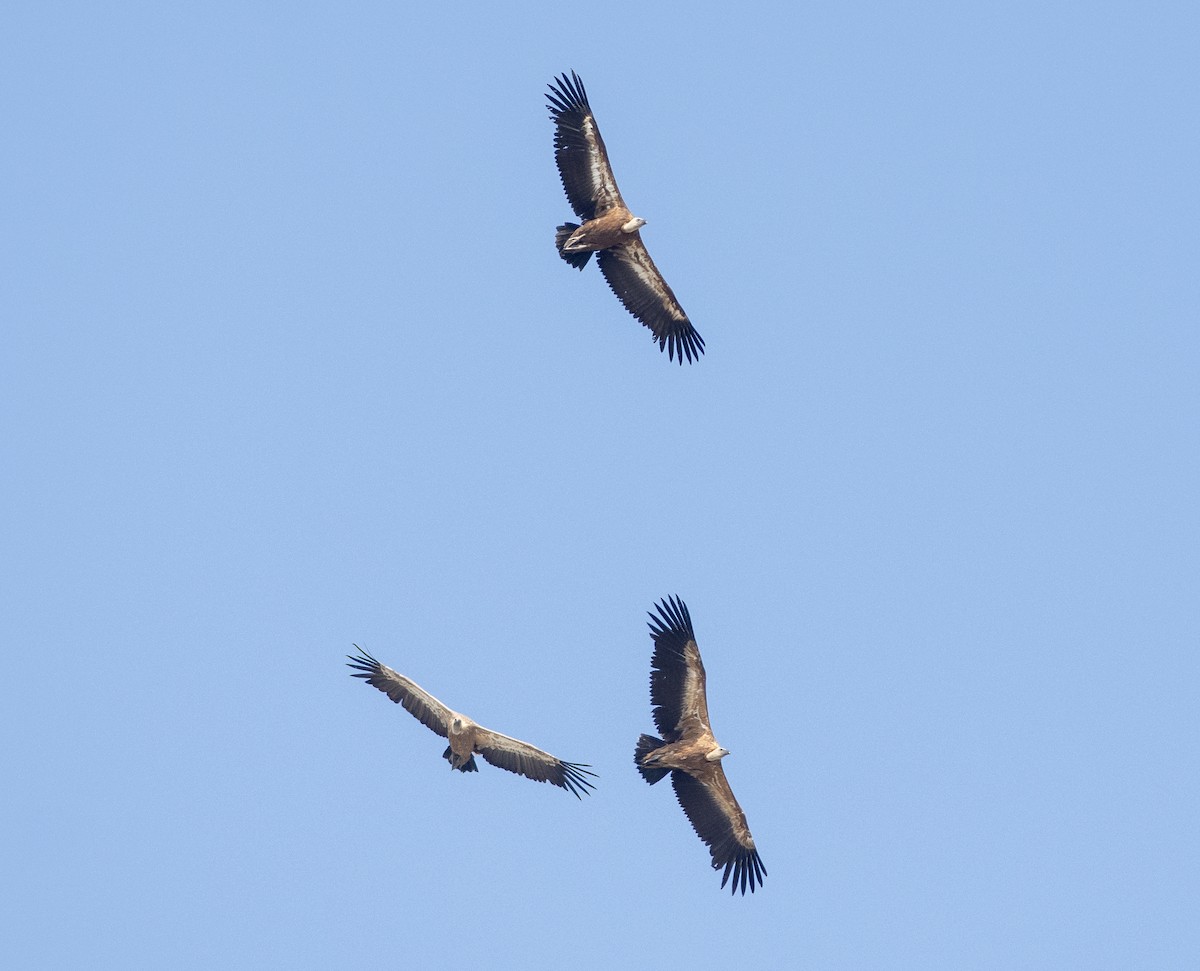 Eurasian Griffon - ML637495033