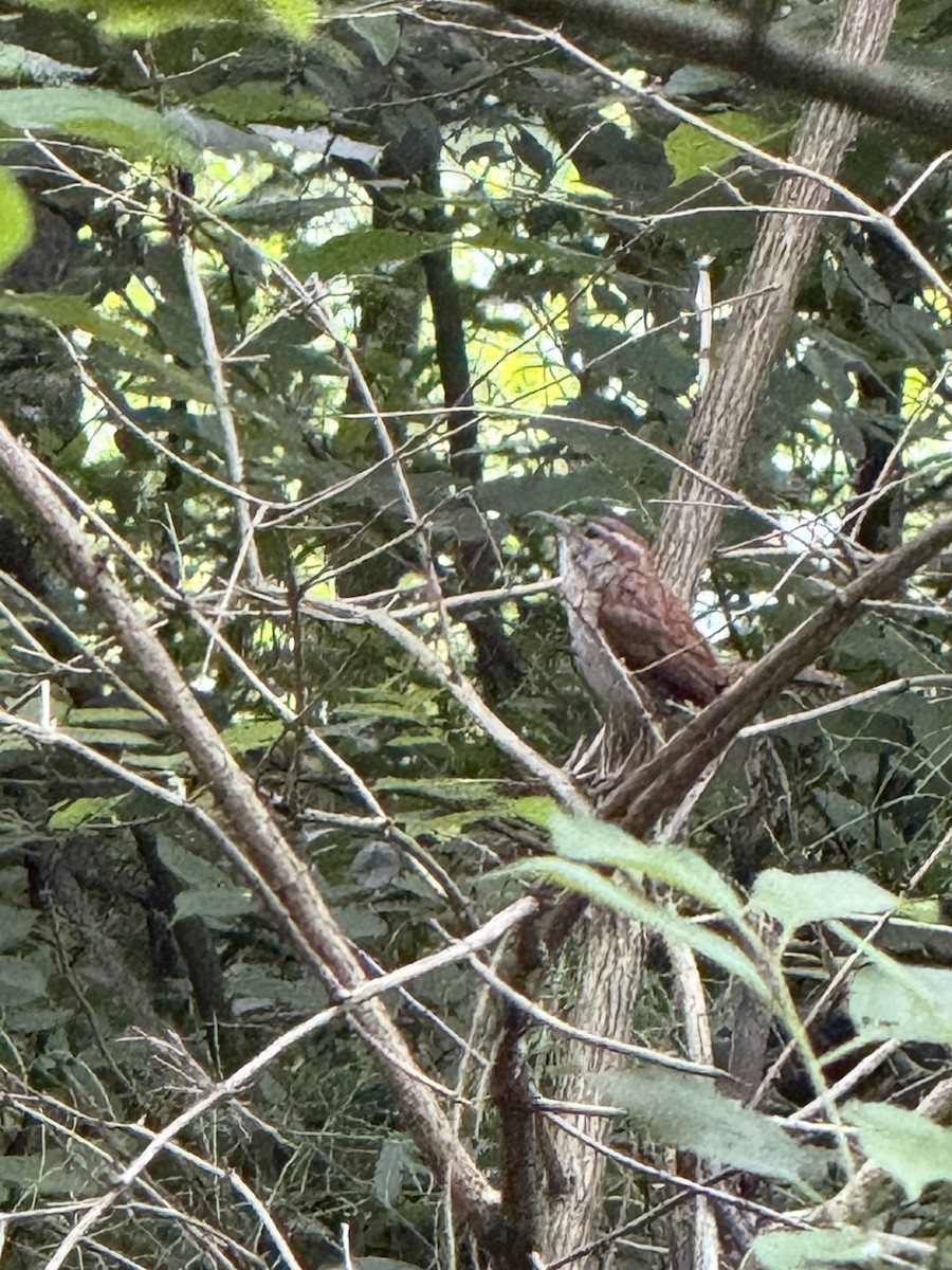 Carolina Wren - ML637495034