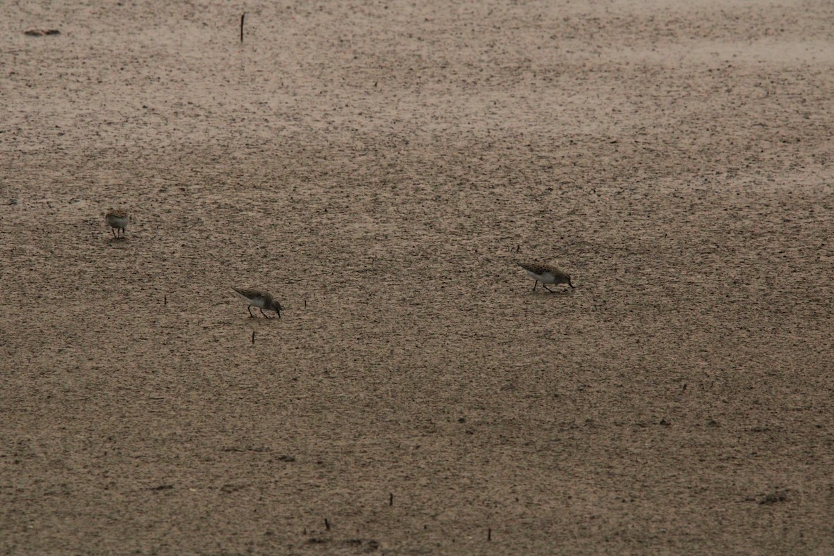 Semipalmated Sandpiper - ML637495037