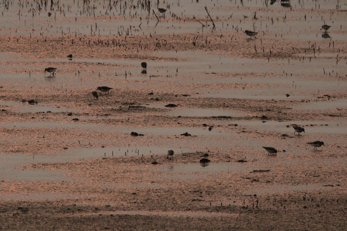 Semipalmated Sandpiper - ML637495038