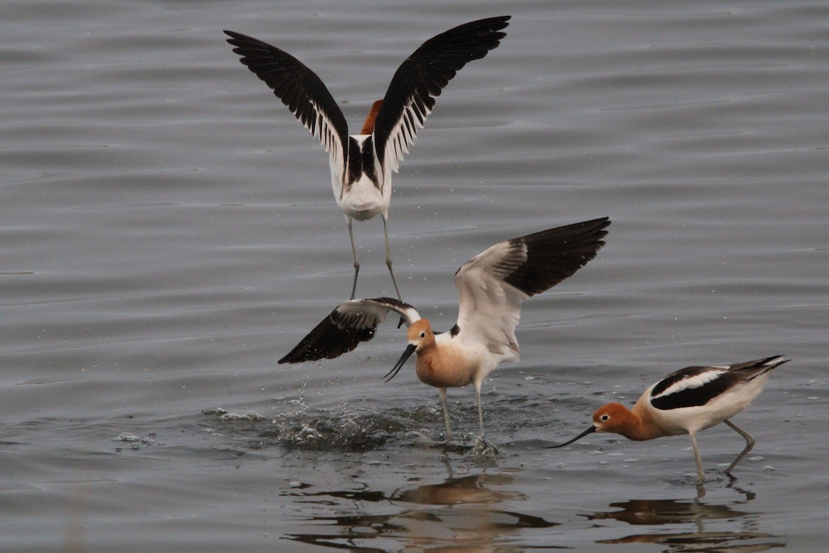 American Avocet - ML637495052