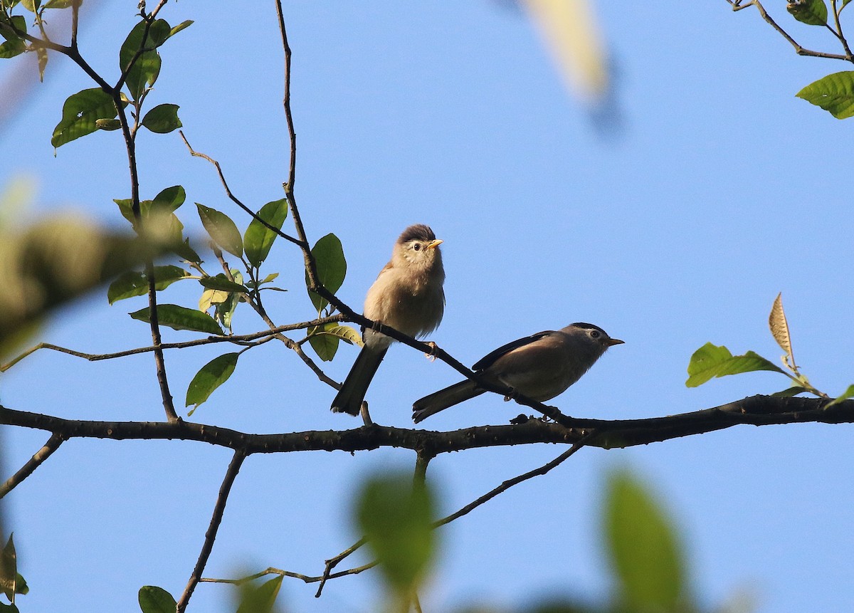 Blue-winged Minla - ML637495053