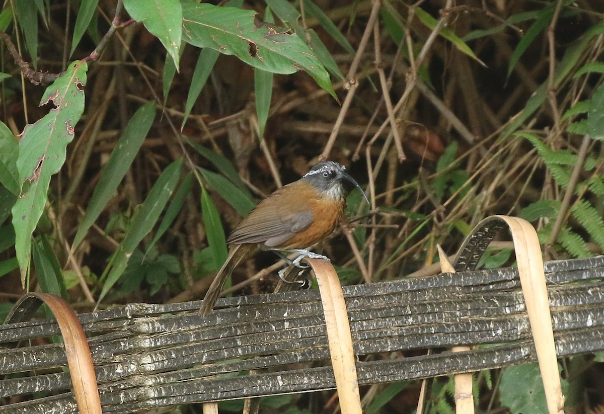 Slender-billed Scimitar-Babbler - ML637495054