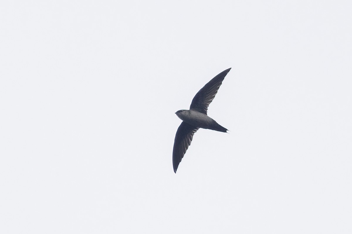 Gray-rumped Swift (Gray-rumped) - ML637495056