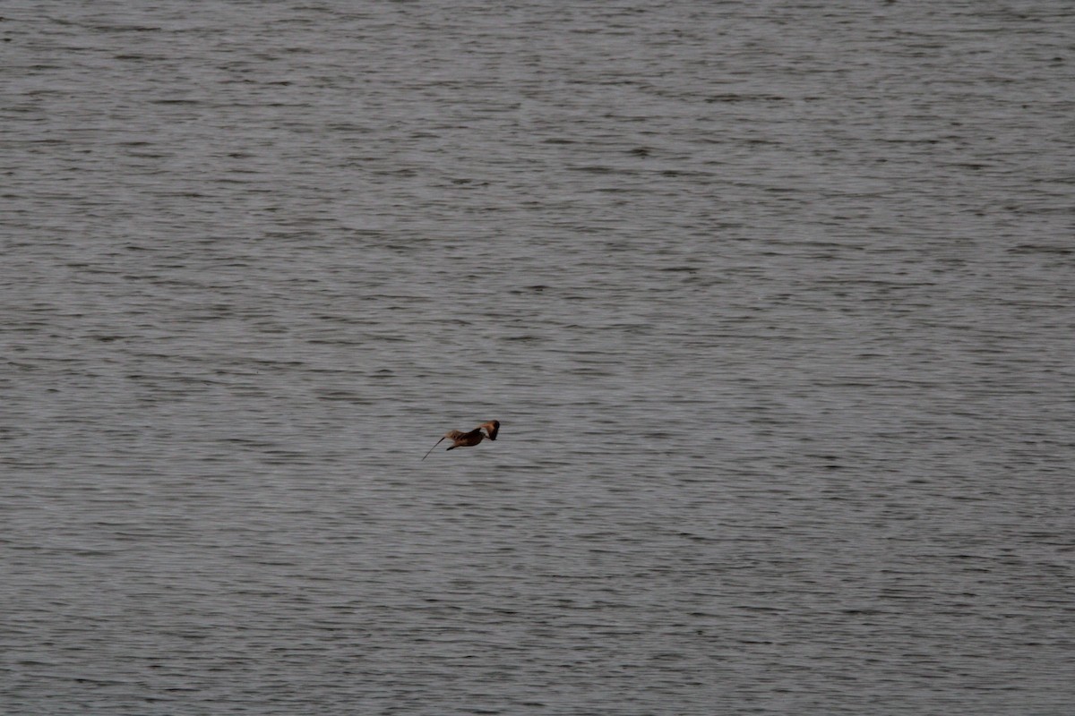 Marbled Godwit - ML637495058