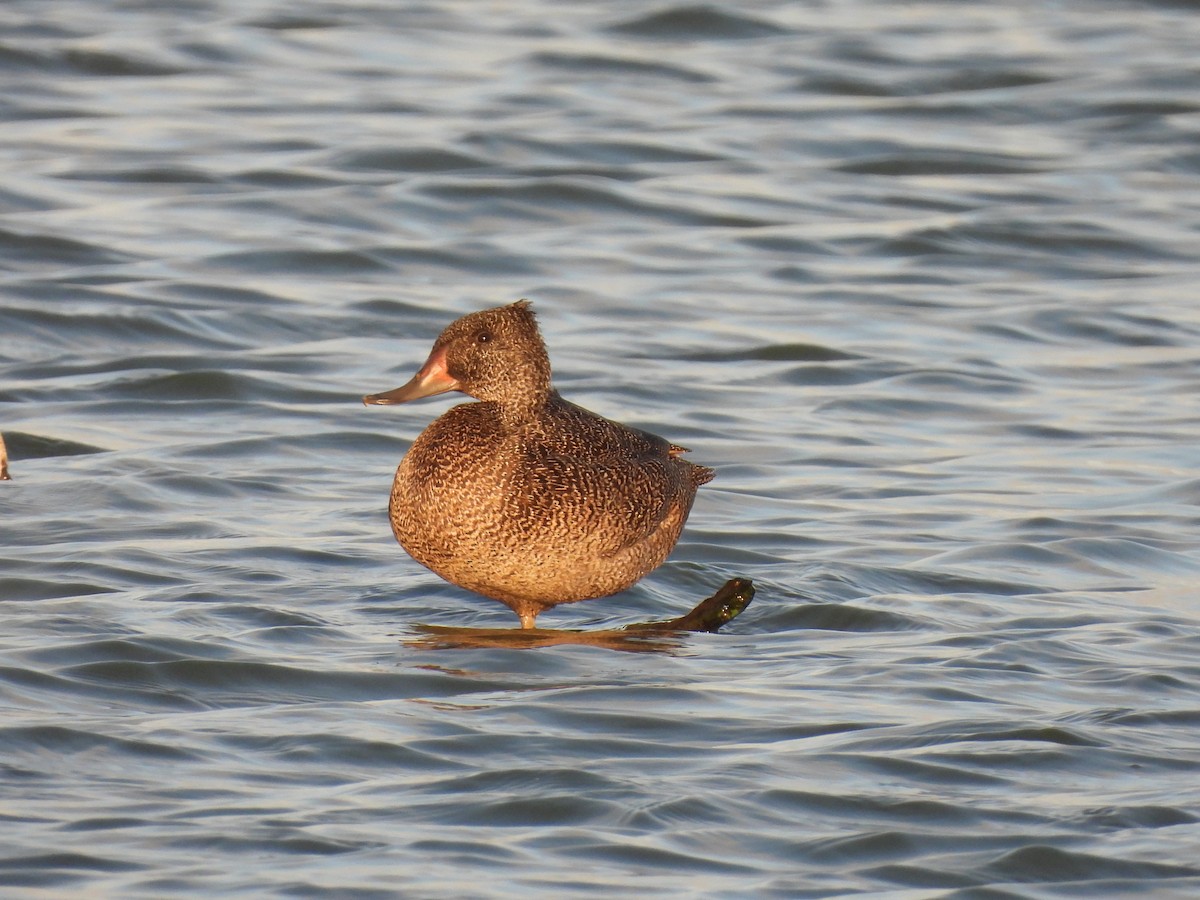 Freckled Duck - ML637495071