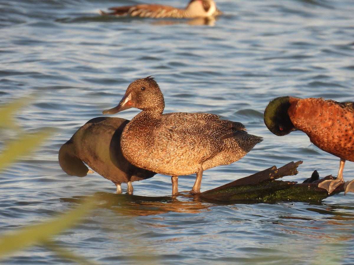 Freckled Duck - ML637495072