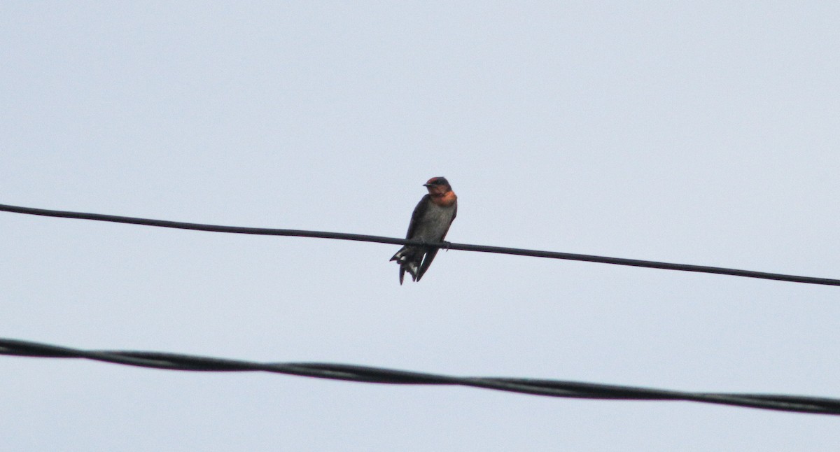 Pacific Swallow - ML637495073