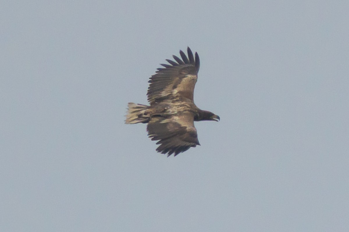 Aquila di mare - ML637495074