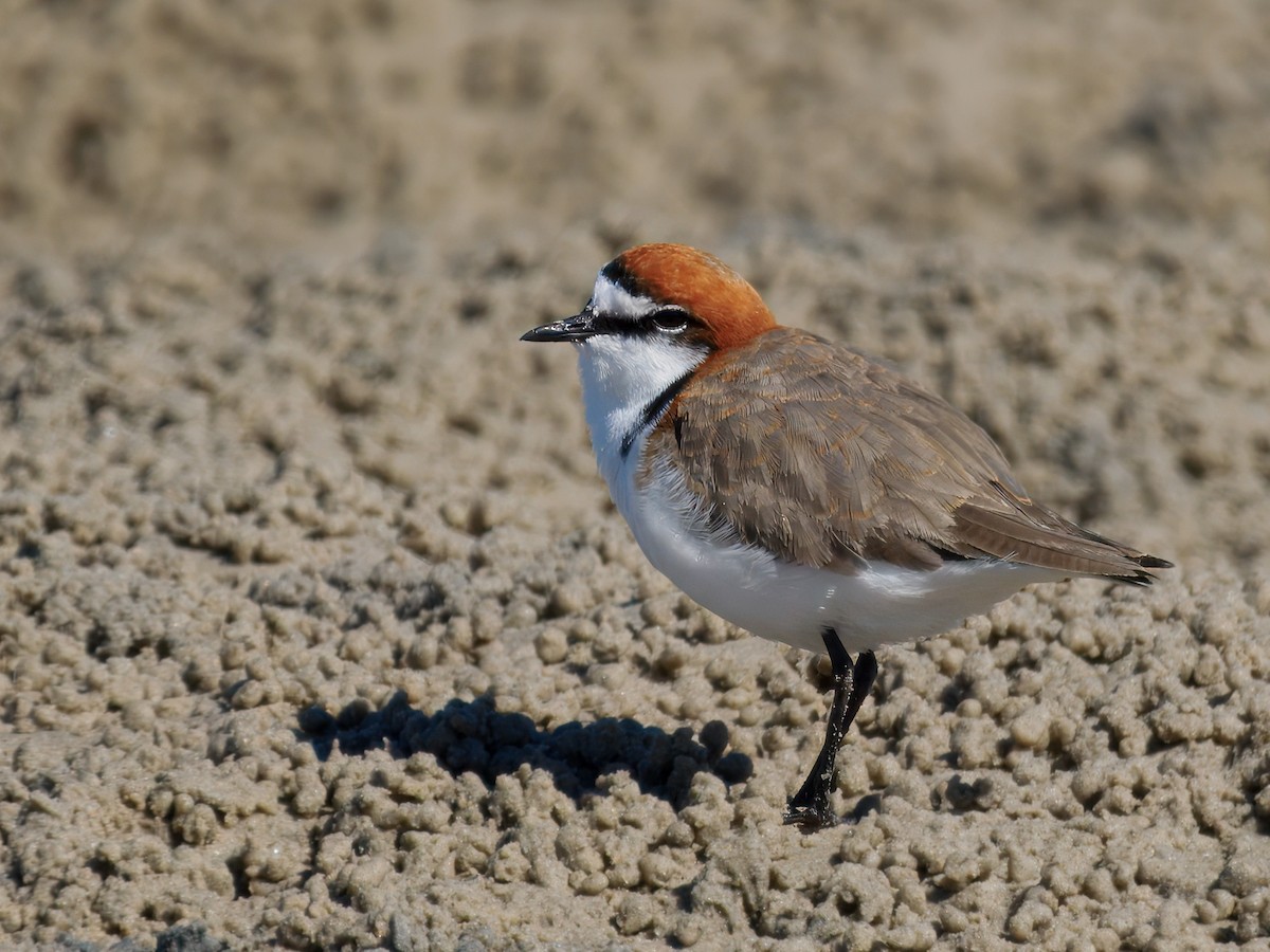 Red-capped Plover - ML637495076