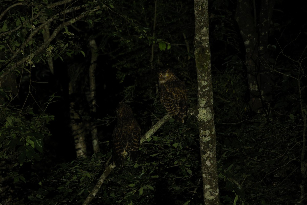 Tawny Fish-Owl - ML637495083