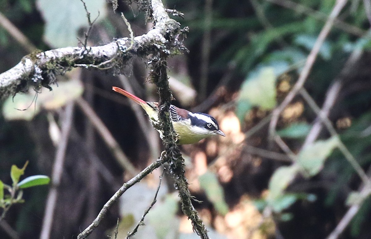 Red-tailed Minla - ML637495111