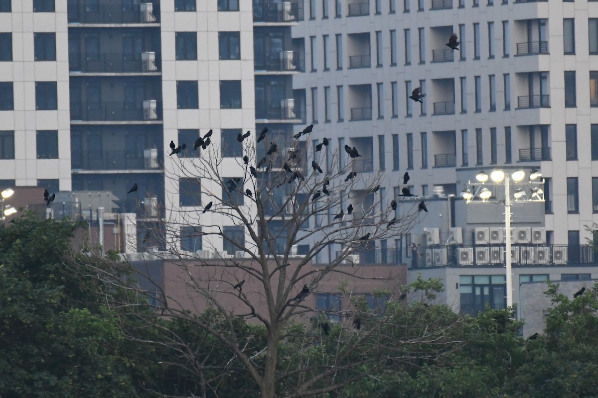 Fish Crow - ML637495120