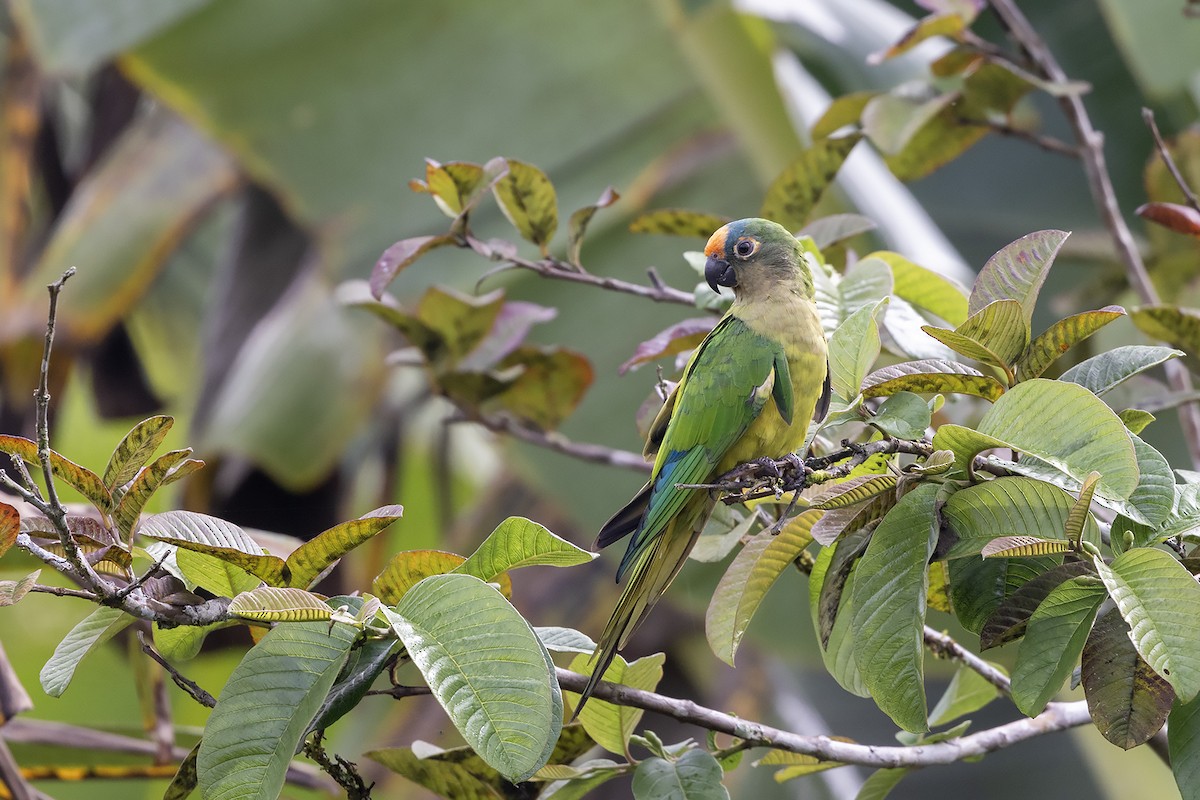 テツバシメキシコインコ - ML637495130