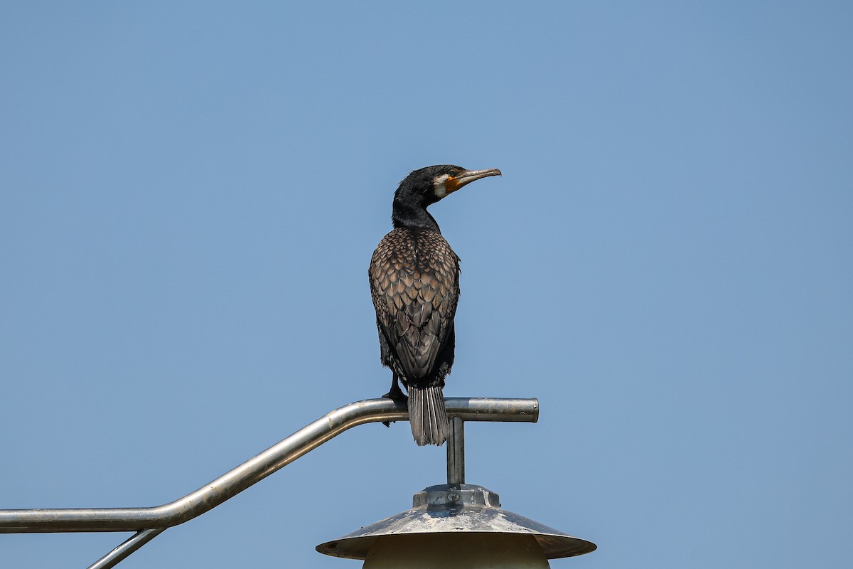 カワウ - ML637495154