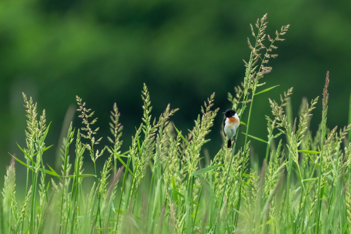 Amur Stonechat - ML637495158