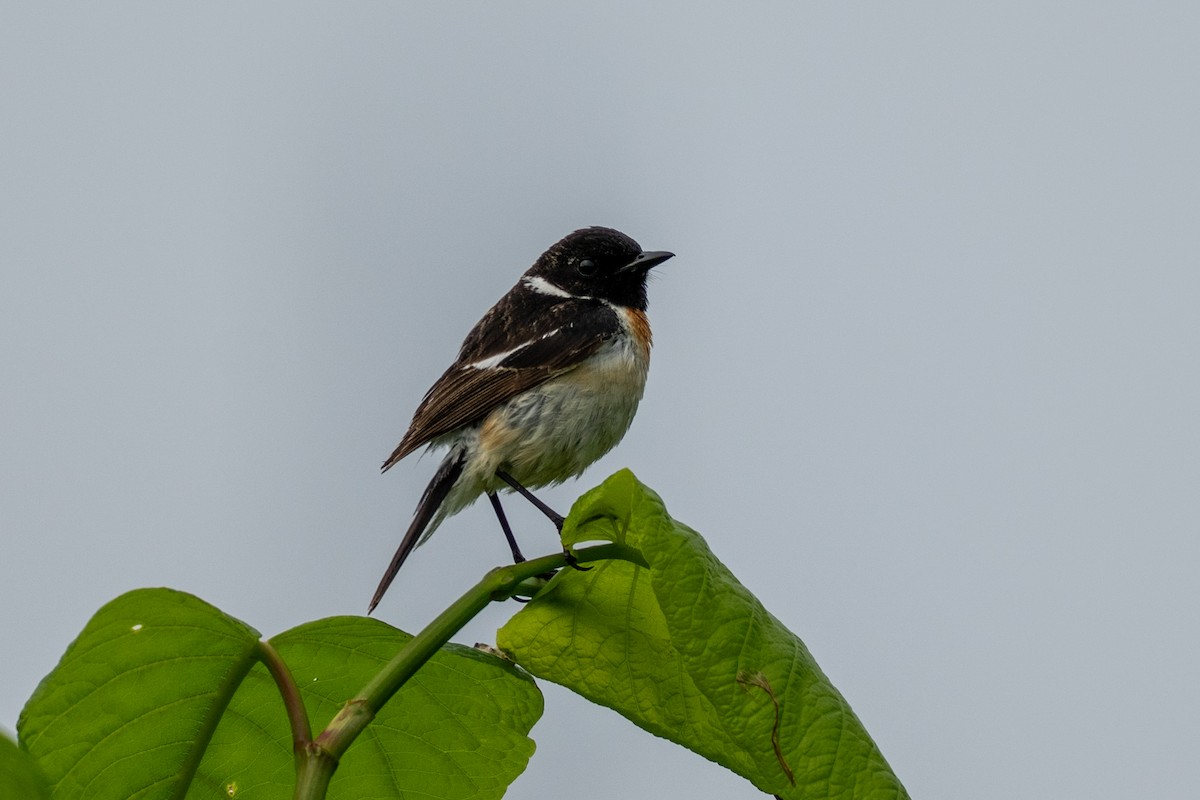 Amur Stonechat - ML637495159