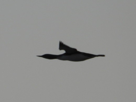 Red-throated Loon - ML637495161
