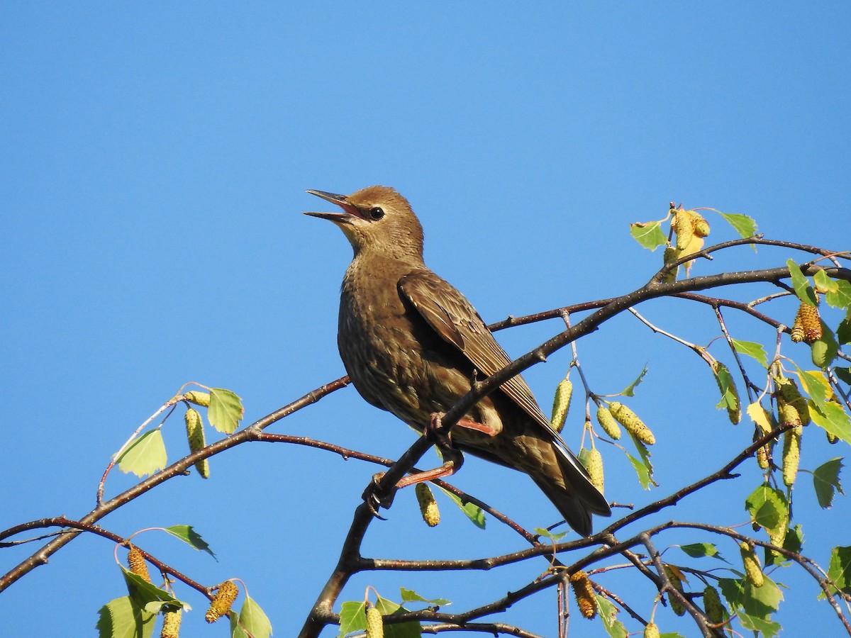 European Starling - ML637495163