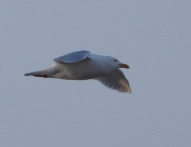 Glaucous Gull - ML637495169