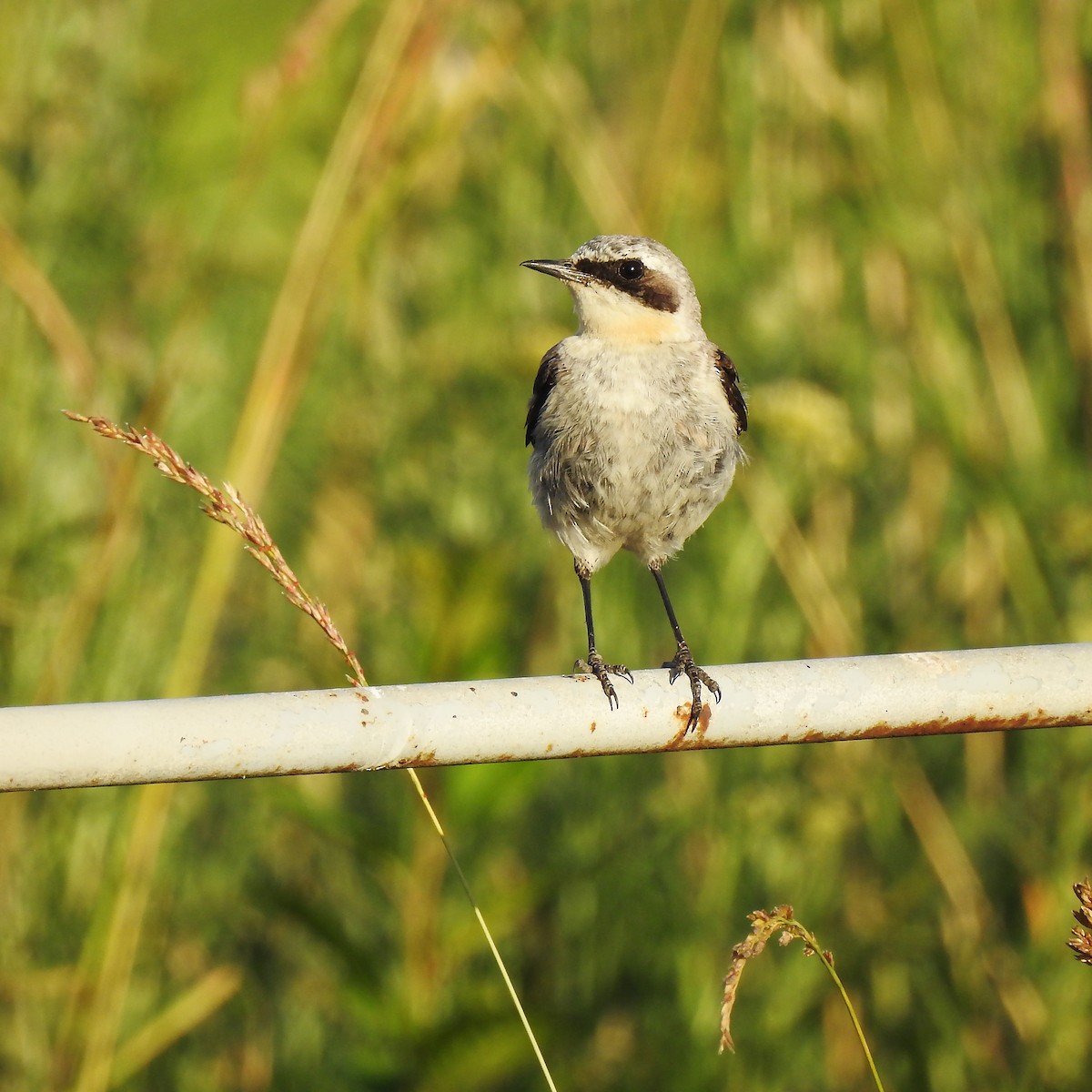 Northern Wheatear - ML637495170