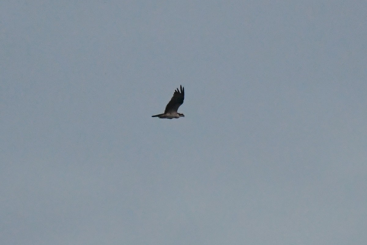 Osprey (American) - ML637495171