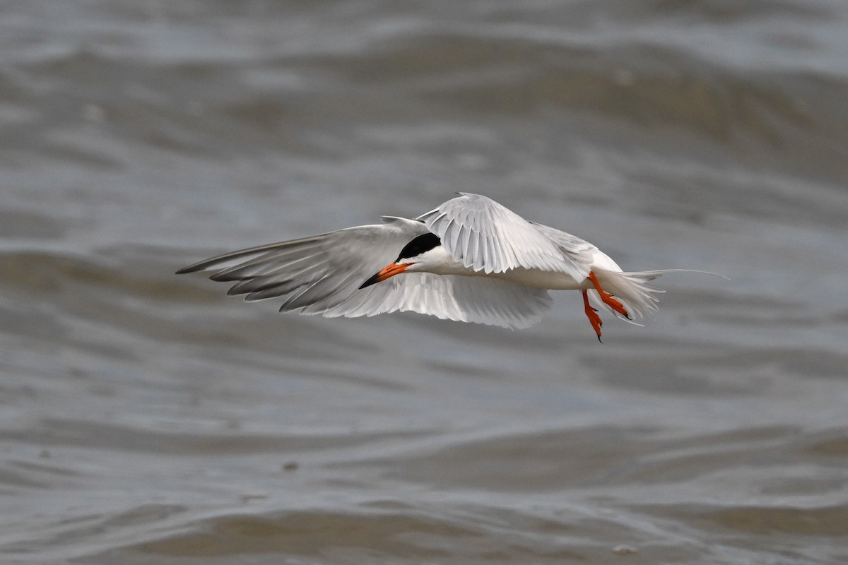 Forster's Tern - ML637495176