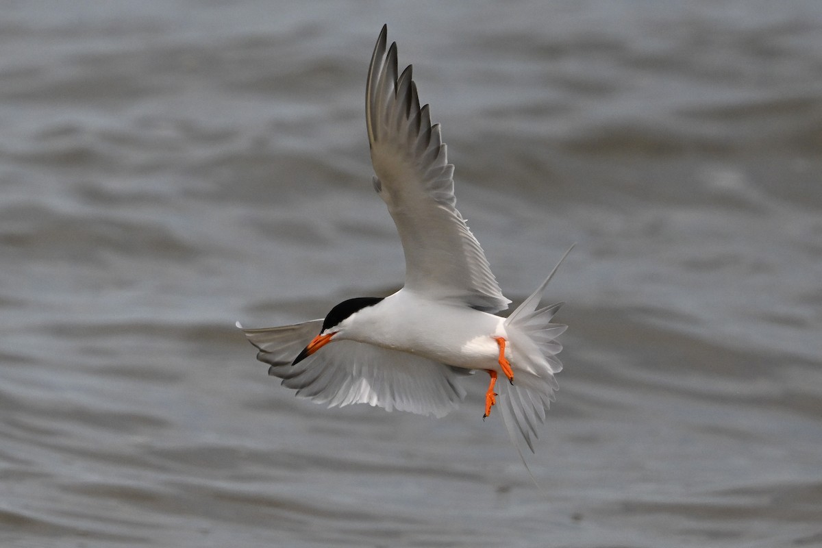 Forster's Tern - ML637495178