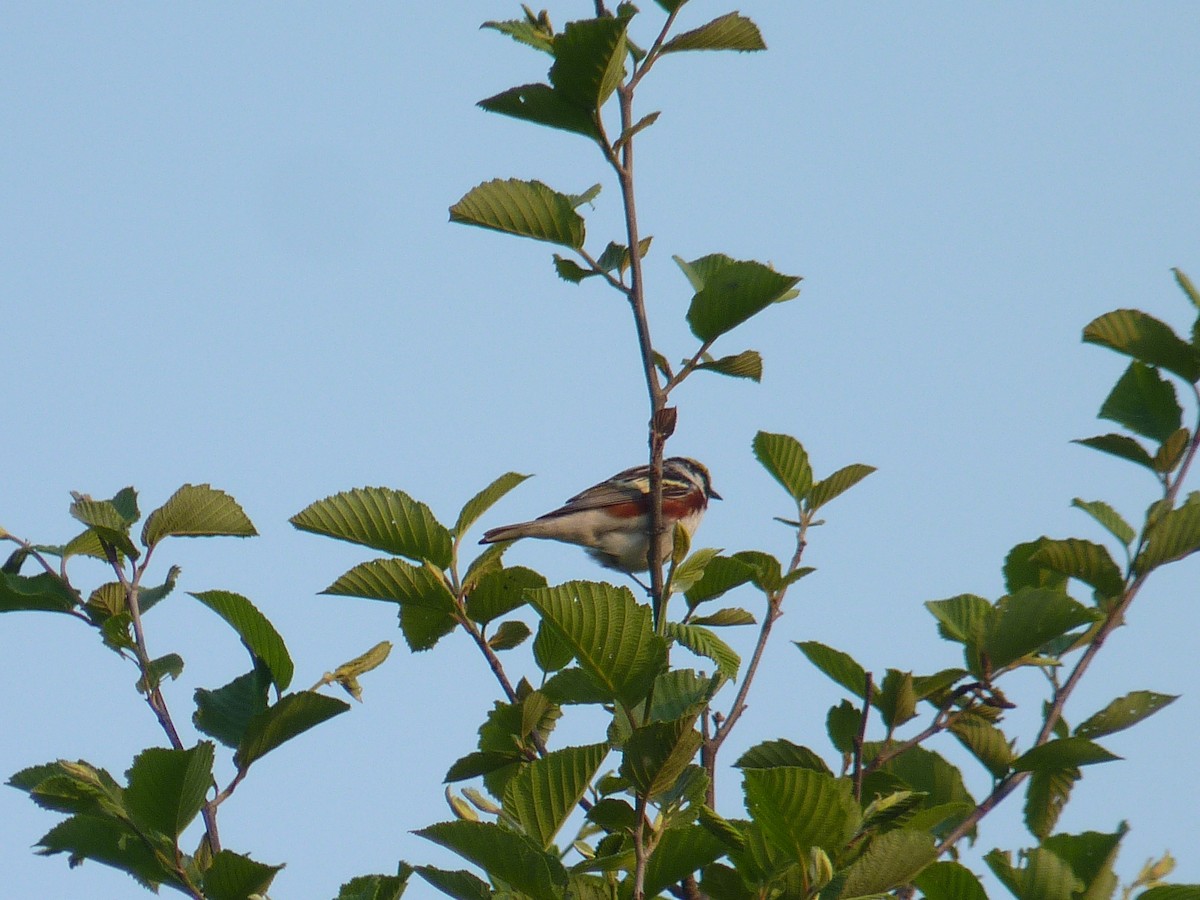 Chestnut-sided Warbler - ML637495179
