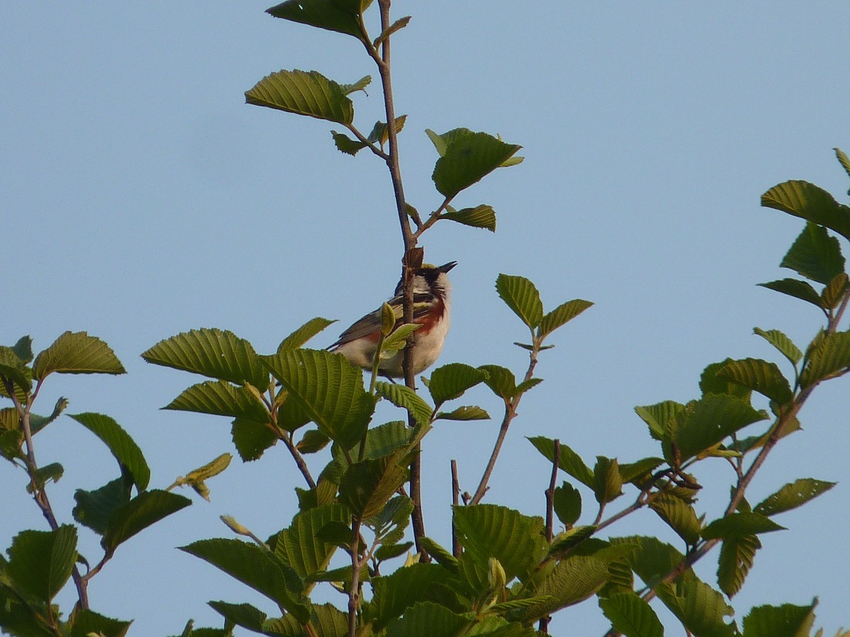 Chestnut-sided Warbler - ML637495180
