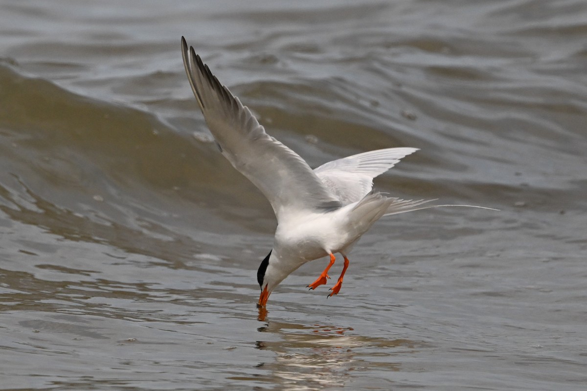 Forster's Tern - ML637495181