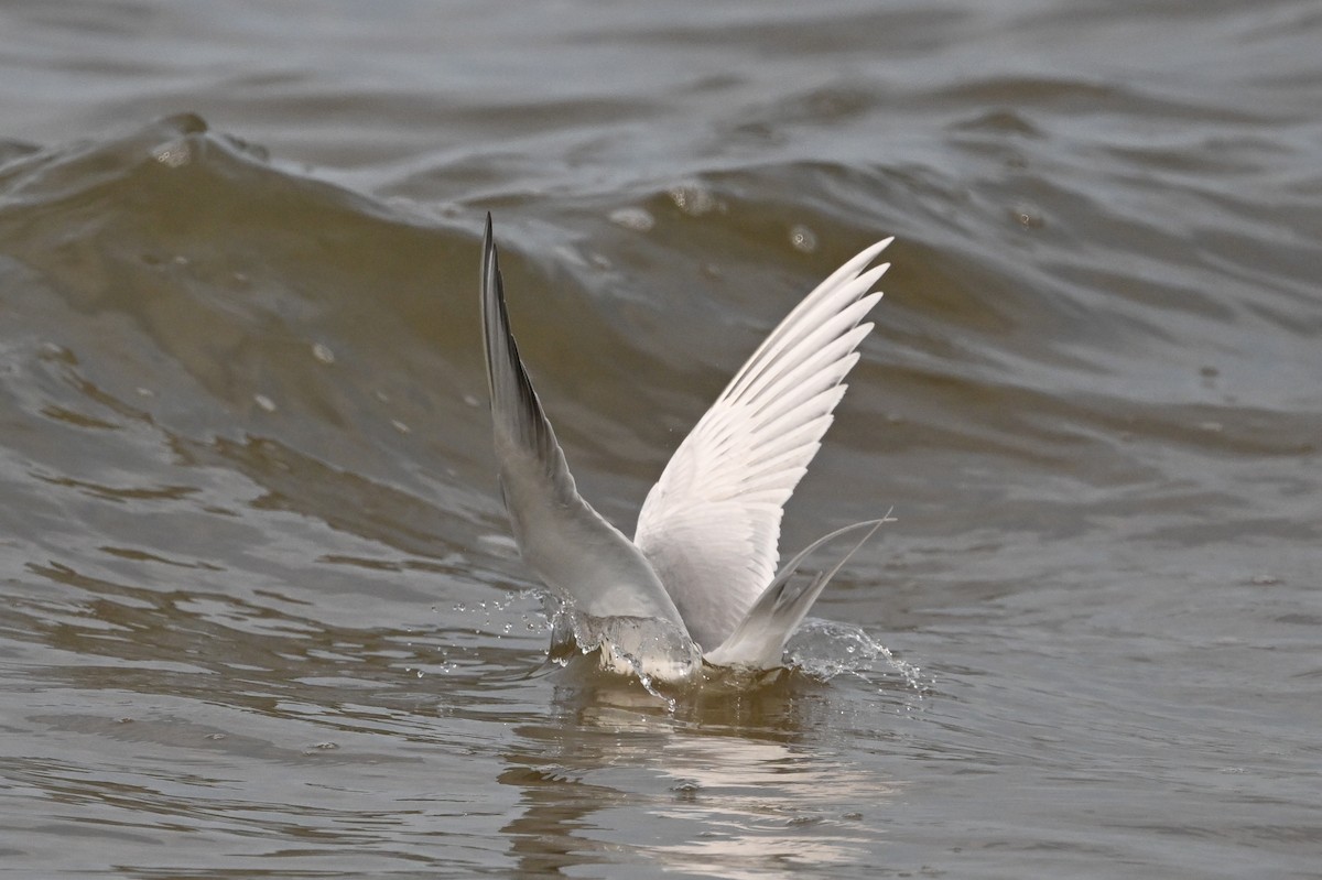 Forster's Tern - ML637495182