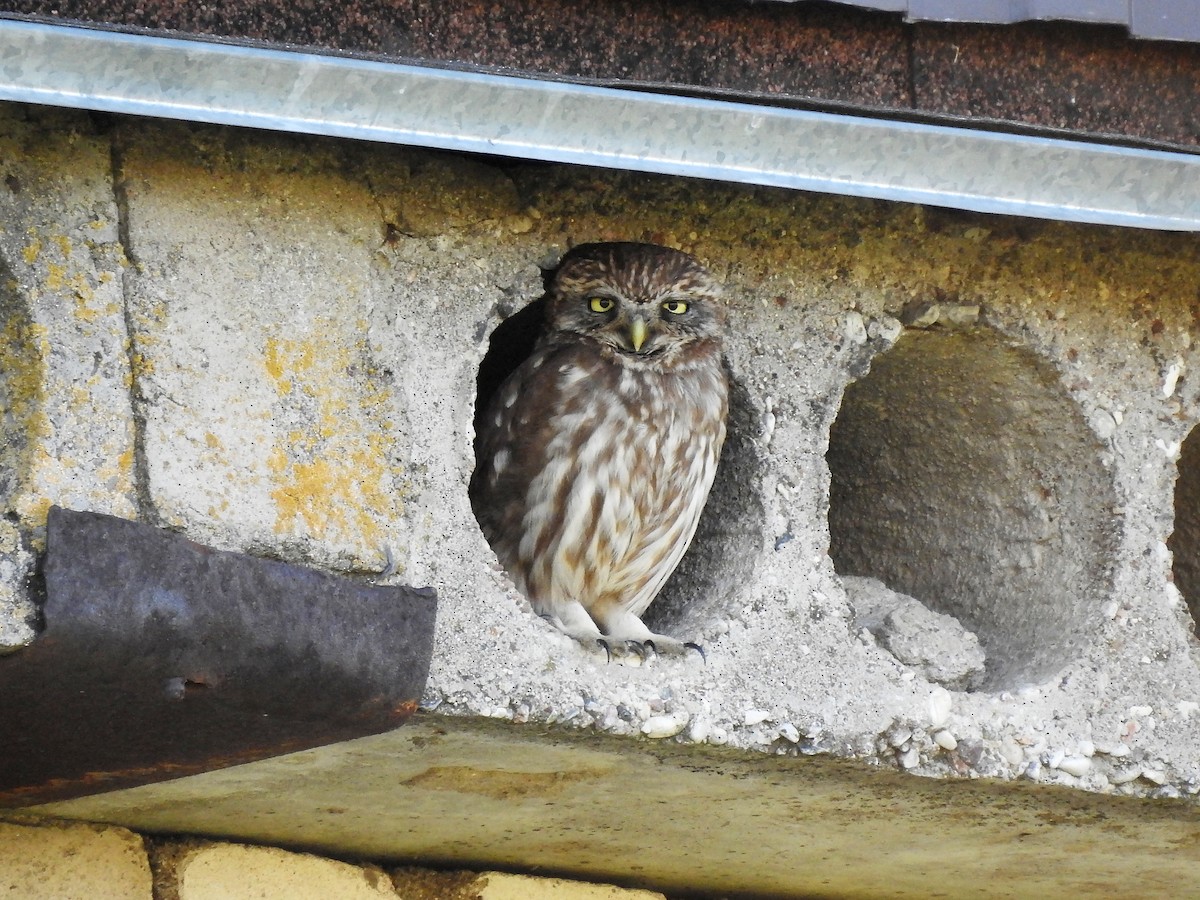 Little Owl - ML637495184