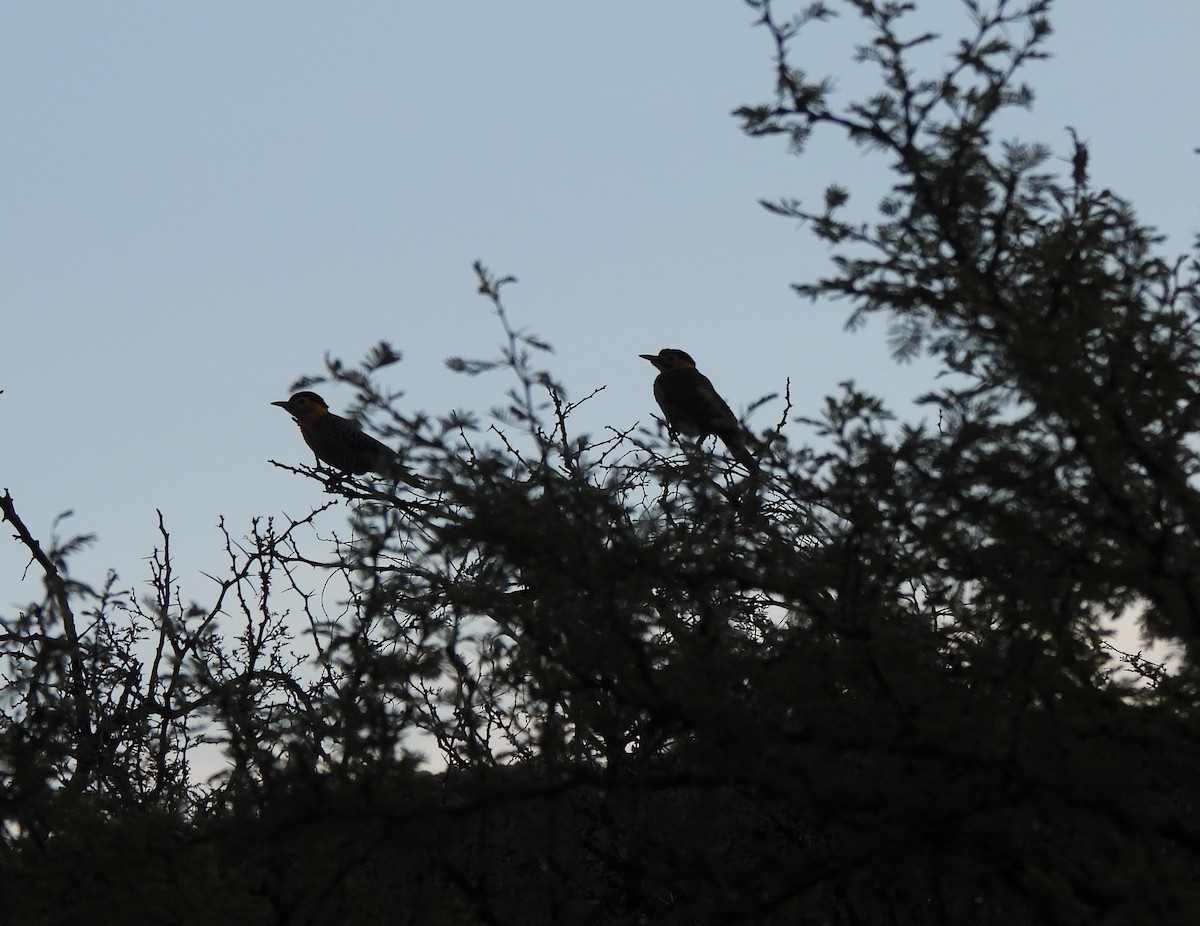 Campo Flicker - ML637495185