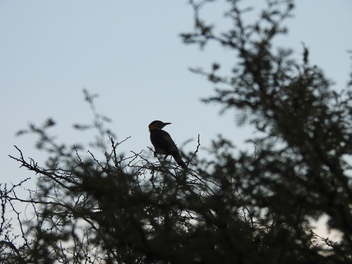 Campo Flicker - ML637495186
