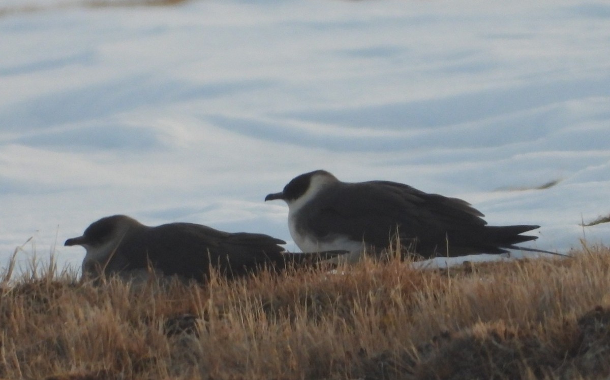 Parasitic Jaeger - ML637495187