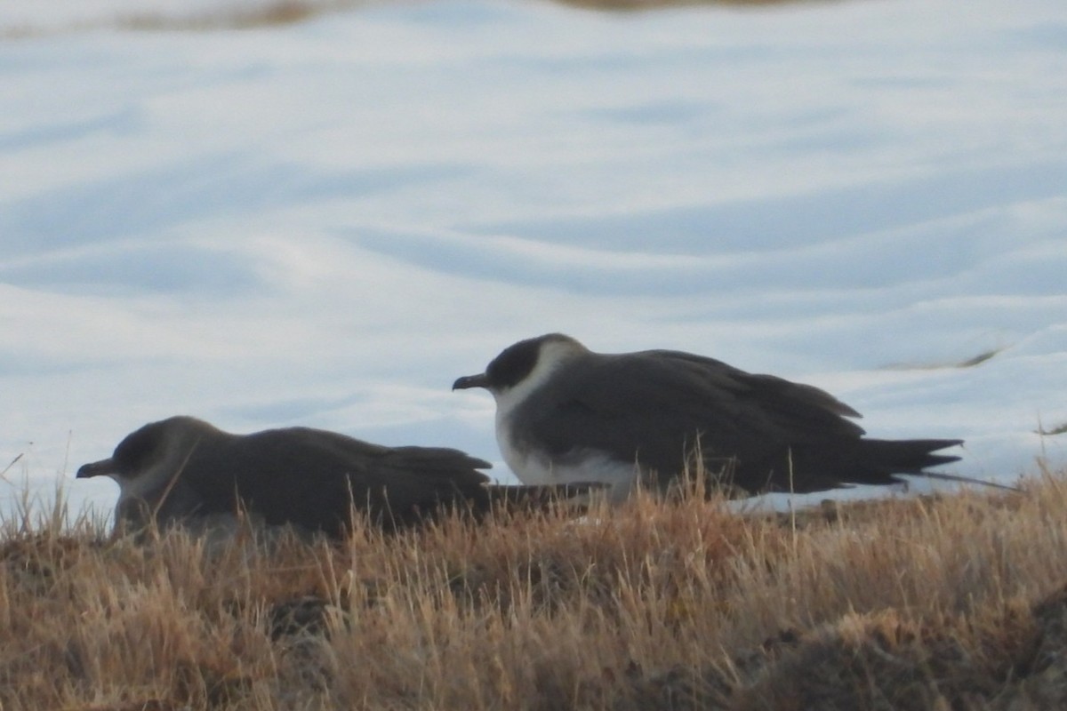 Parasitic Jaeger - ML637495188