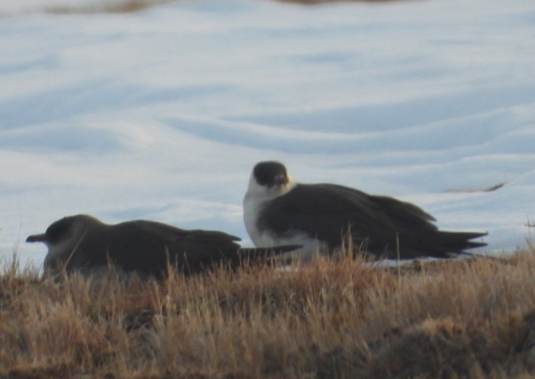Parasitic Jaeger - ML637495189