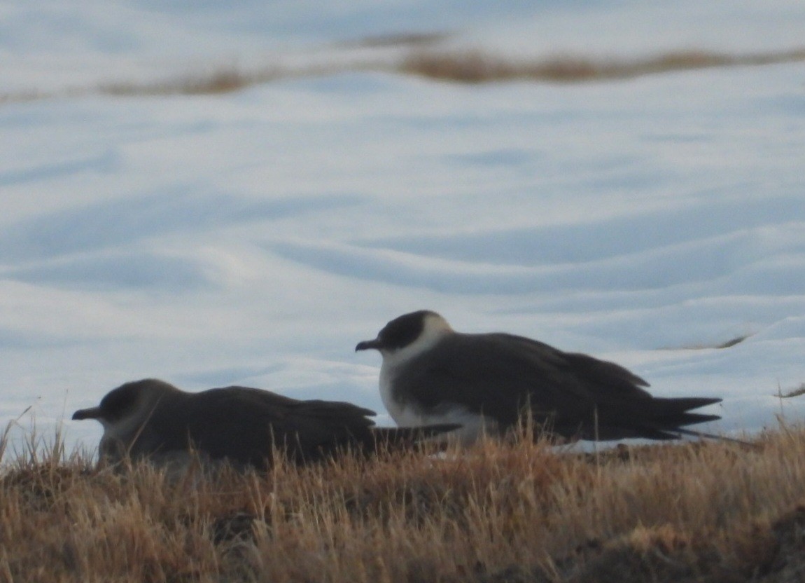 Parasitic Jaeger - ML637495190