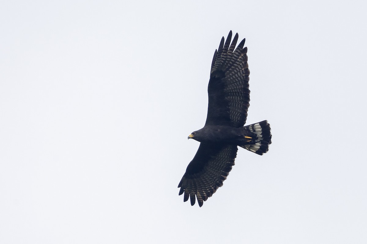 Zone-tailed Hawk - ML637495191