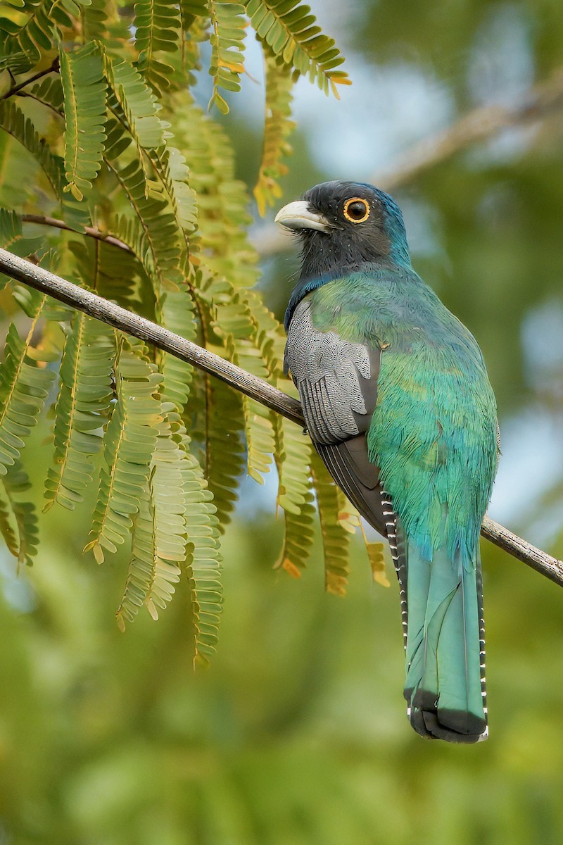 Blue-crowned Trogon - ML637495197
