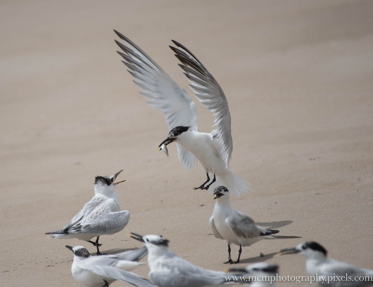 Sandwich Tern - Mary Catherine Miguez
