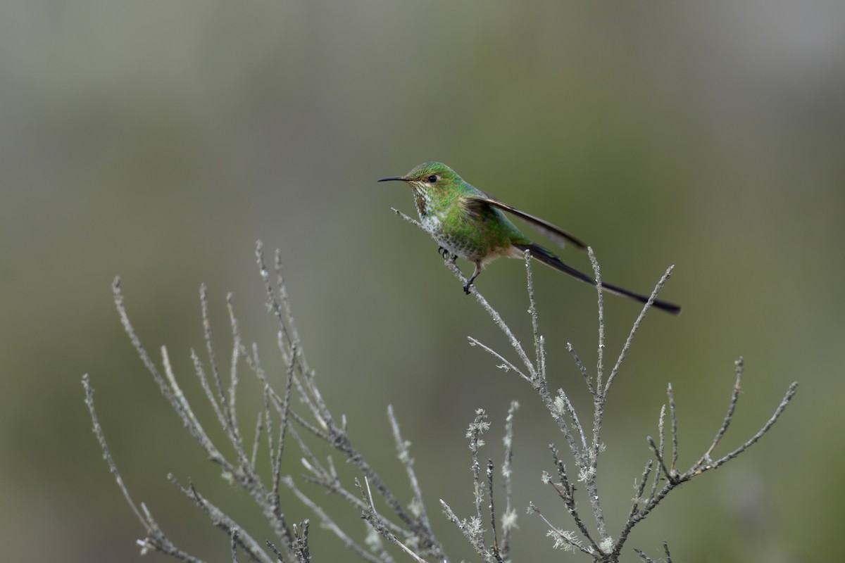 Black-tailed Trainbearer - ML637495241