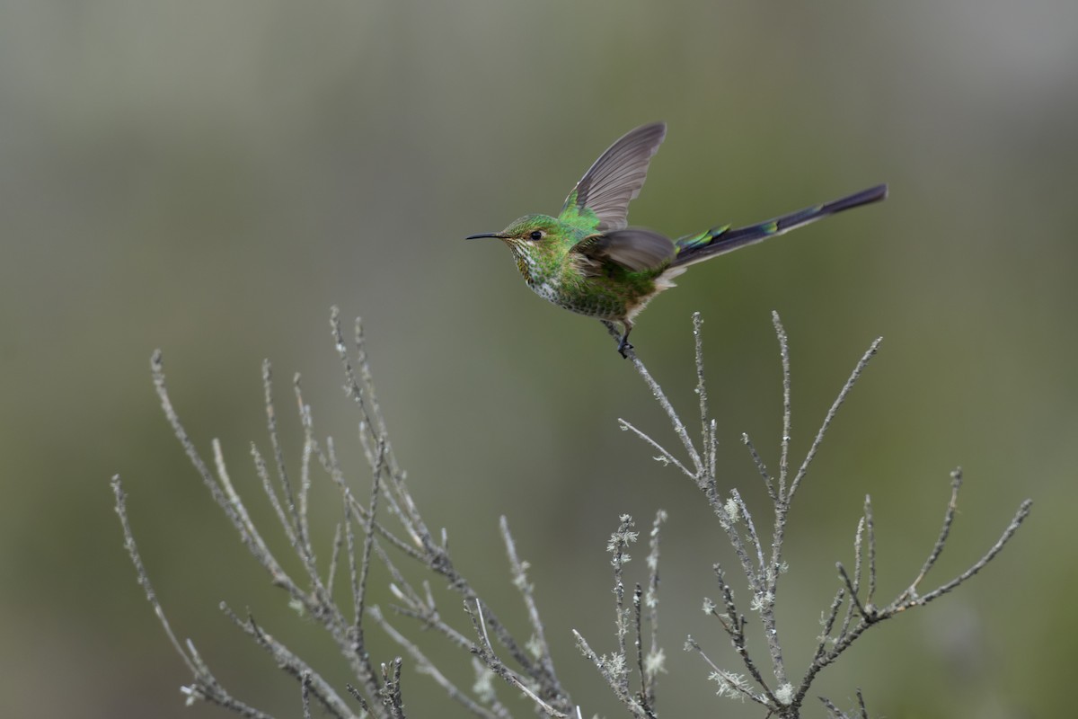 Black-tailed Trainbearer - ML637495242