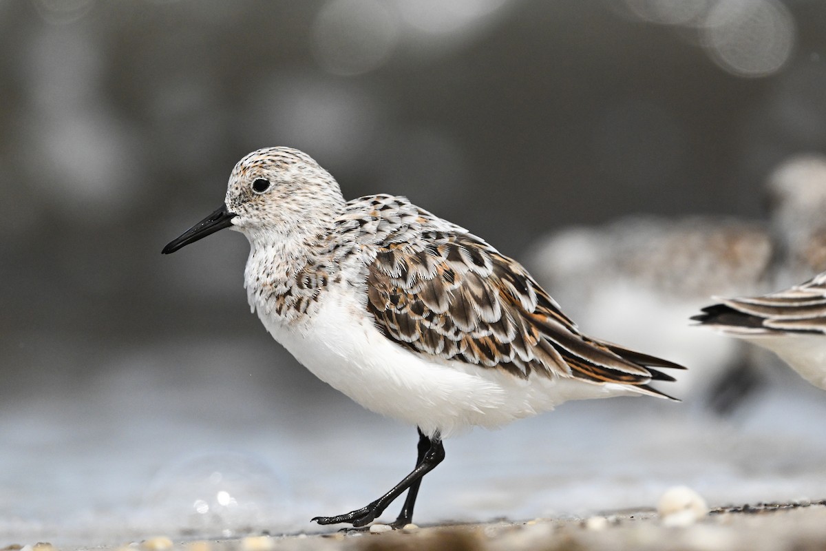 Sanderling - ML637495284