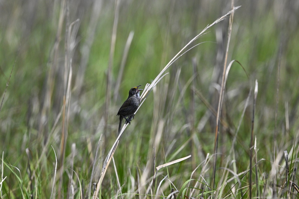 Strandammer (maritima/macgillivraii) - ML637495289