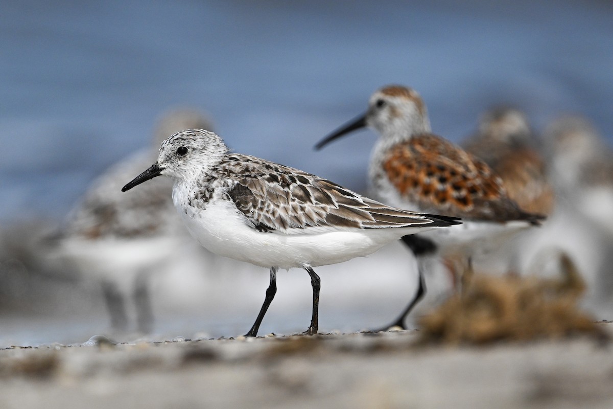 Sanderling - ML637495296