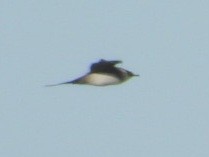 Long-tailed Jaeger - ML637495311