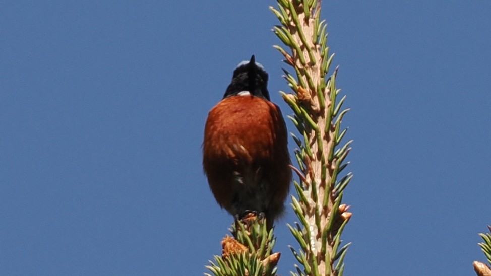 White-throated Redstart - ML637495314