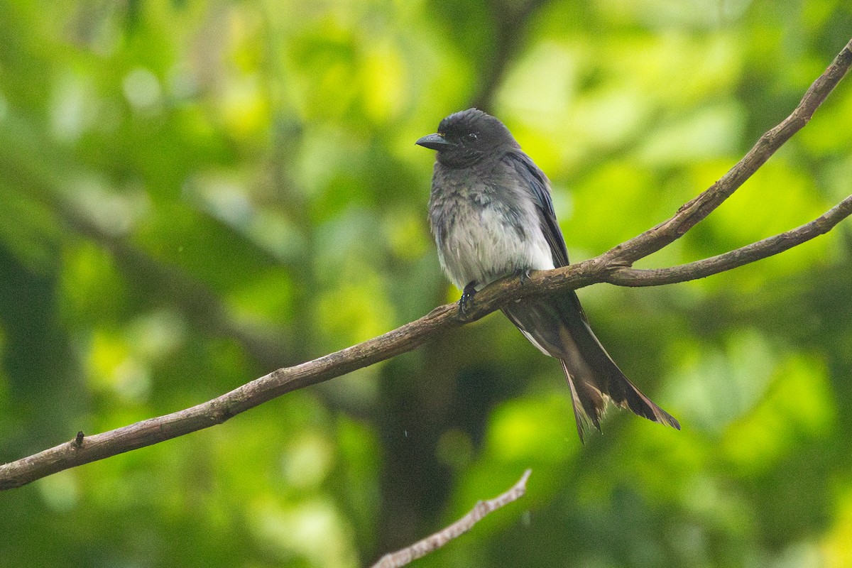 White-bellied Drongo - ML637495335
